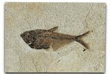 Detailed Fossil Fish (Diplomystus) - Wyoming #327869-1